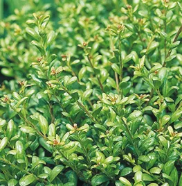 Vervang je buxus