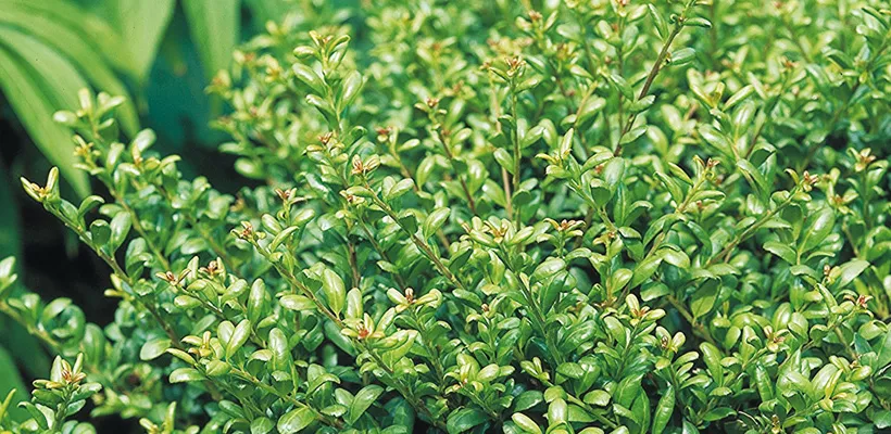 Vervang je buxus