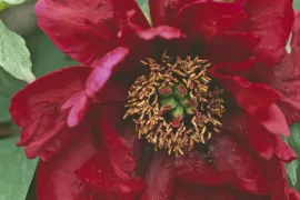 Paeonia suffruticosa