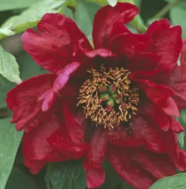 Paeonia suffruticosa