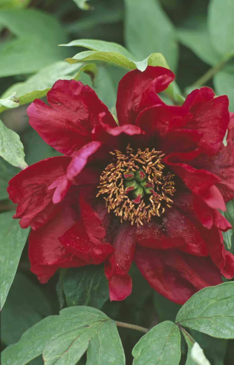 Afbeelding Paeonia suffruticosa