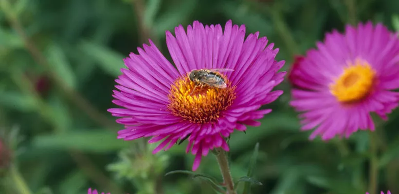 Aster novae-angliae ‘Barr’s Pink’