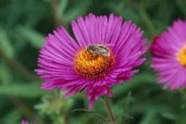 Aster novae-angliae ‘Barr’s Pink’