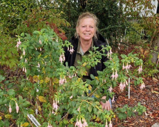 De comeback van de fuchsia: 7 winterharde soorten die lang bloeien