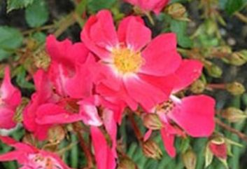 Lijst Excellence Rozen