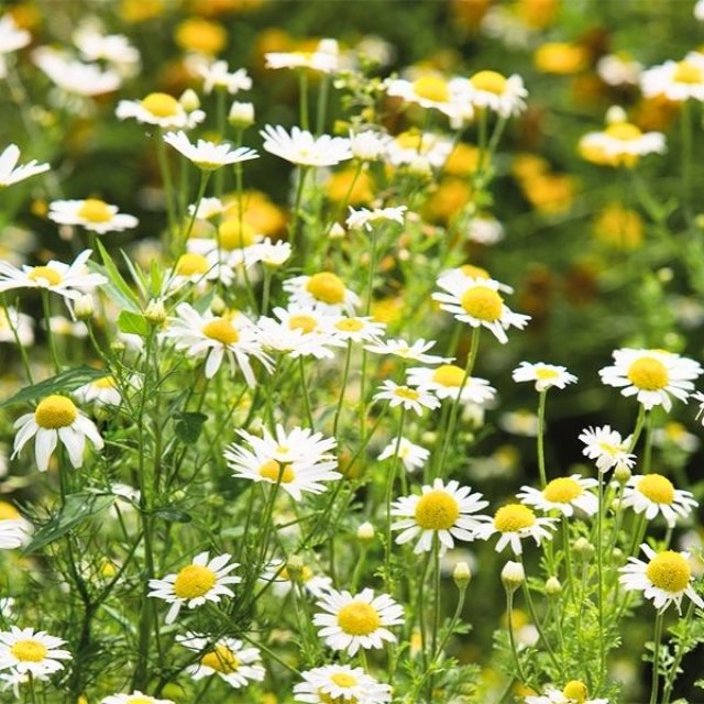 Zelf kruidenthee maken? 10 planten voor thee uit eigen tuin