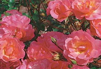 Lijst Excellence Rozen