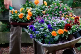 Violen kleuren het najaar