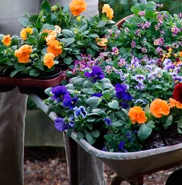 Violen kleuren het najaar