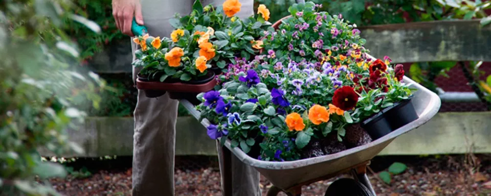 Afbeelding Violen kleuren het najaar