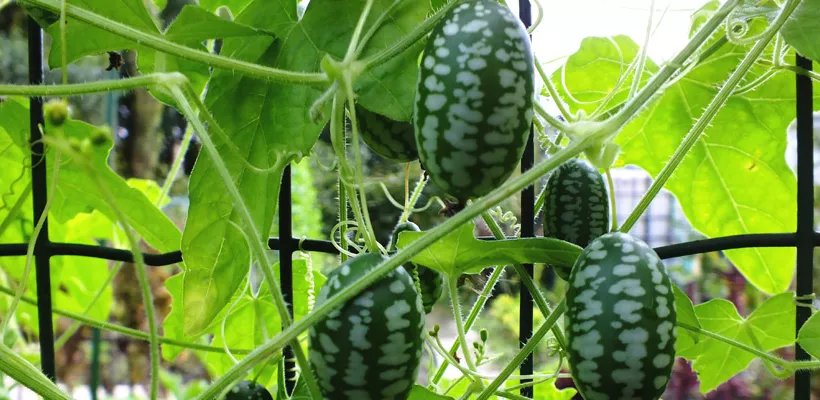 Zaad bestellen van minikomkommer