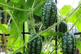 Zaad bestellen van minikomkommer