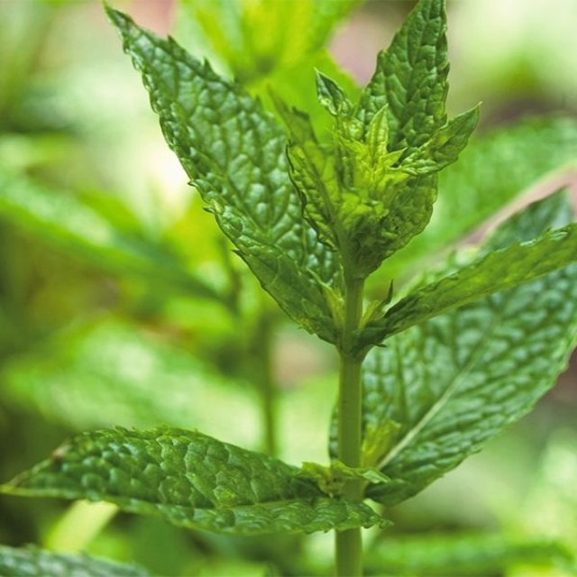 Zelf kruidenthee maken? 10 planten voor thee uit eigen tuin