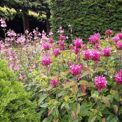 Tuinenestafette Midden Kennemerland: heel de zomer op bezoek bij open tuinen!