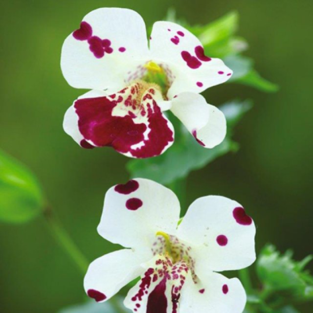 Zaden bestellen van Zinnia, Afrikaantjes, duizendknoop en maskerbloem