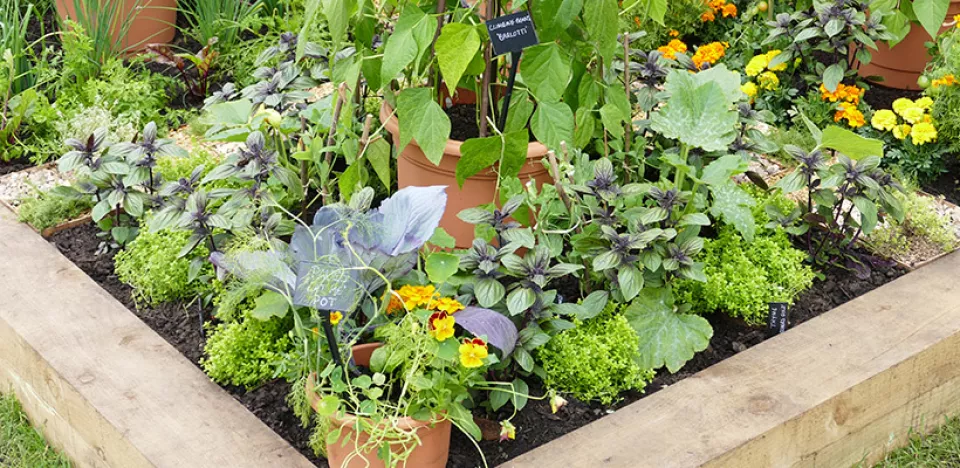 Afbeelding Mini-moestuin beginnen