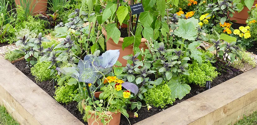 Mini-moestuin beginnen