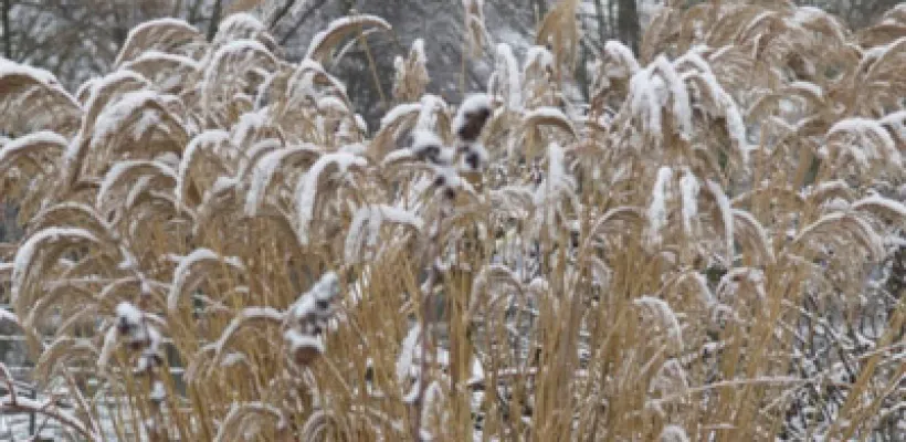 Laat maar staan: 6 toppers voor een wintersilhouet