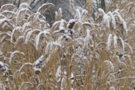 Laat maar staan: 6 toppers voor een wintersilhouet