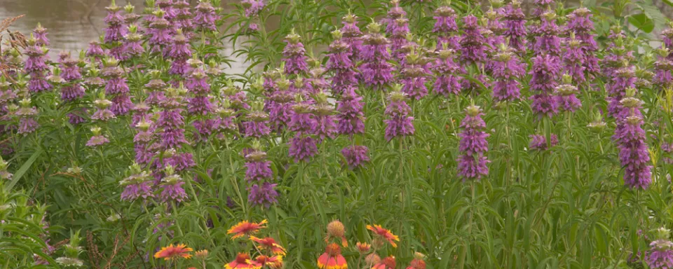 Afbeelding Zaad van Monarda citriodora bestellen