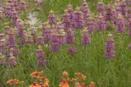 Zaad van Monarda citriodora bestellen