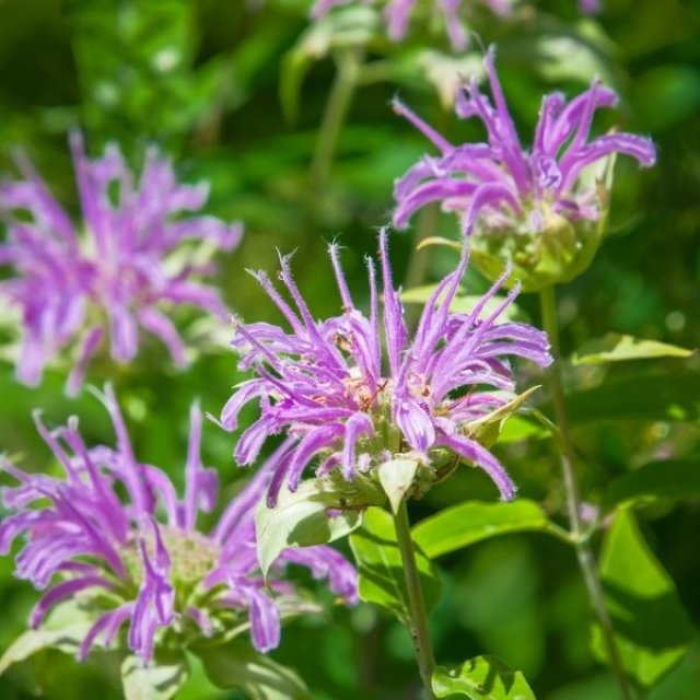 Zelf kruidenthee maken? 10 planten voor thee uit eigen tuin
