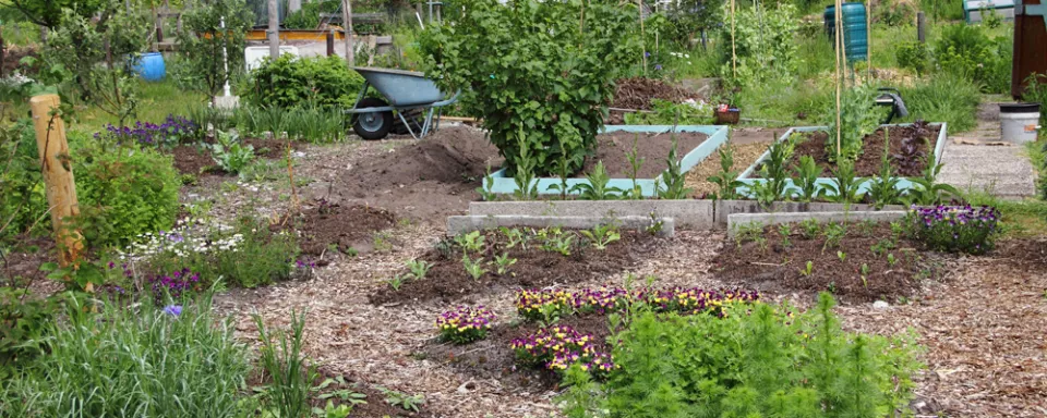 Afbeelding Mulchen in de tuin: minder onkruid, meer bodemleven