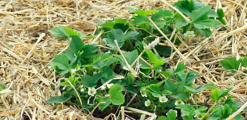 Materiaal om te mulchen