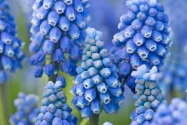 Muscari aucheri ‘Blue Magic’