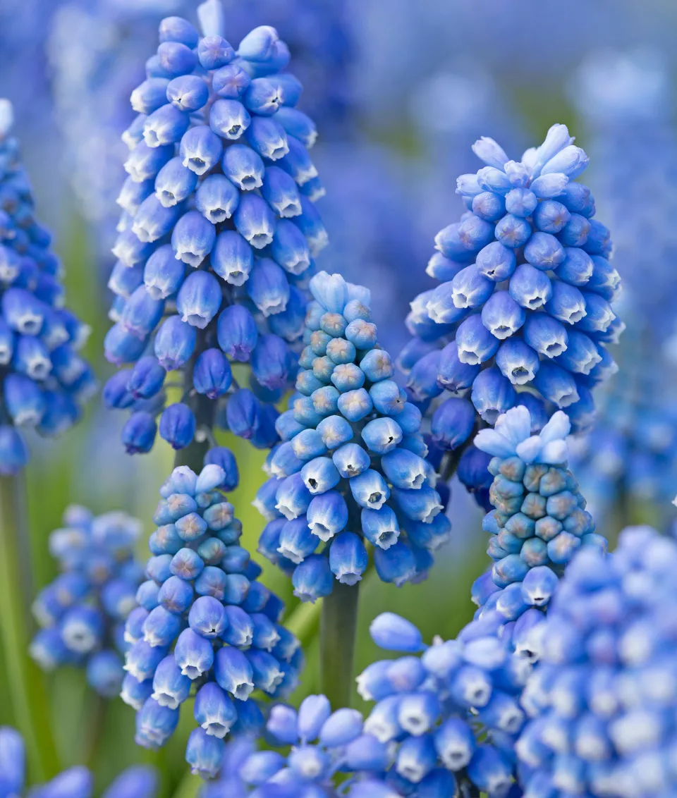 Afbeelding Muscari aucheri ‘Blue Magic’