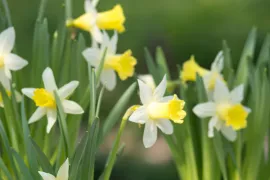 Narcis ’Topolino’