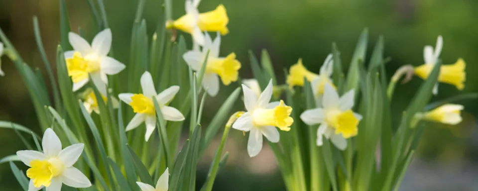Afbeelding Narcis ’Topolino’