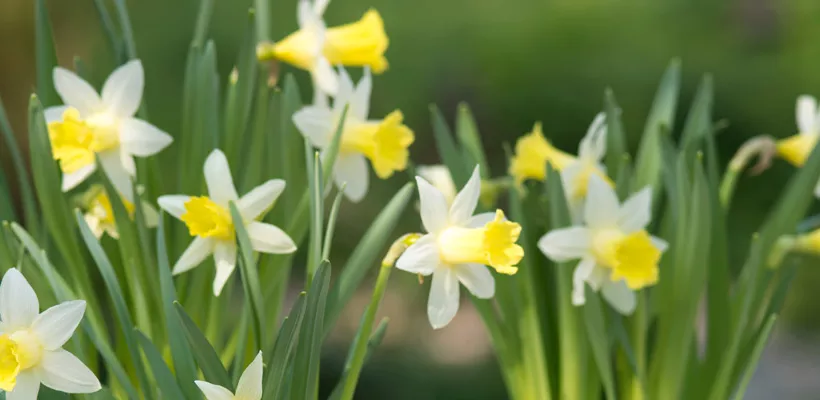 Narcis ’Topolino’