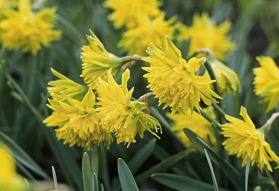 Afbeelding Narcissus ‘Rip van Winkle’