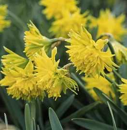 Narcissus ‘Rip van Winkle’
