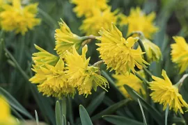 Narcissus ‘Rip van Winkle’