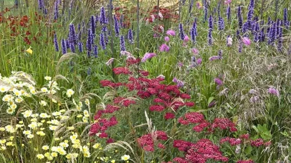 Afbeelding Natuurlijke border in rood, geel en violet