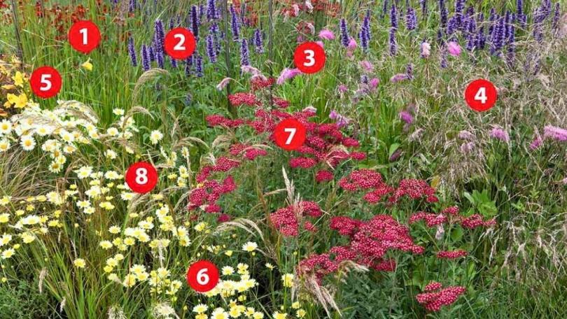 Natuurlijke border in rood, geel en violet