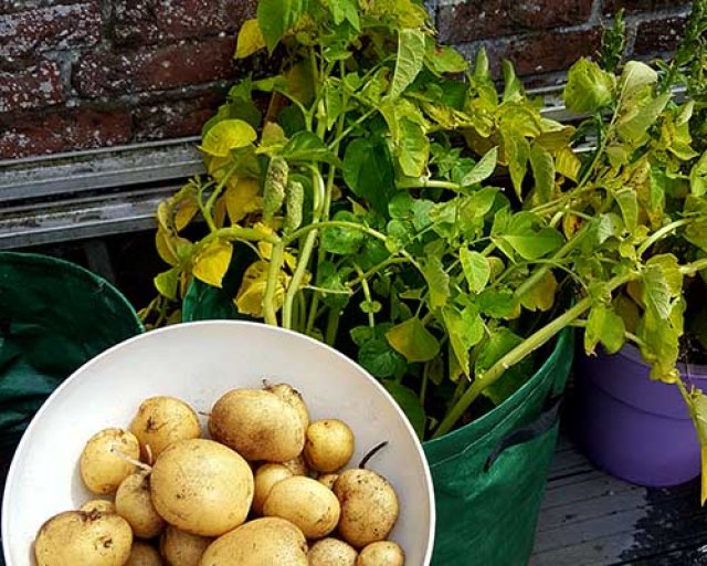 Aardappels kweken op je balkon