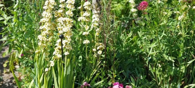 Tuinenestafette Midden Kennemerland: heel de zomer op bezoek bij open tuinen!