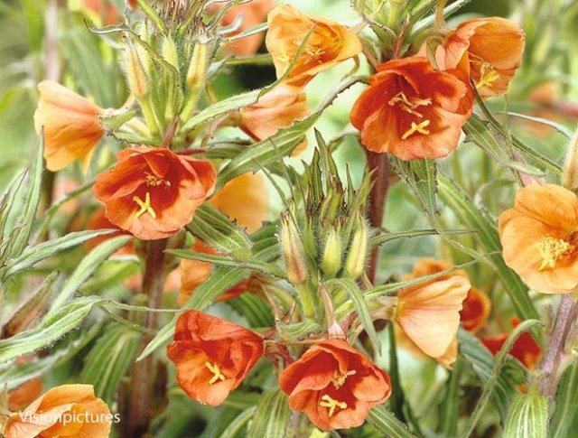Zaaien voor een natuurlijke tuin