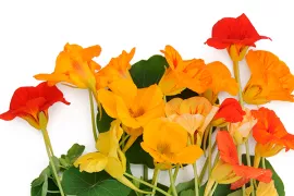 Zaad bestellen van oost-indische kers