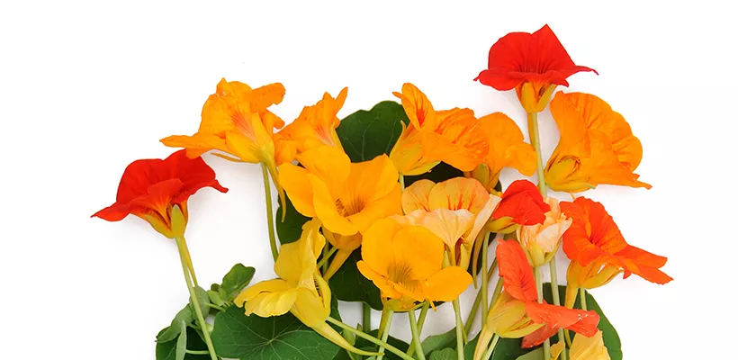 Zaad bestellen van oost-indische kers