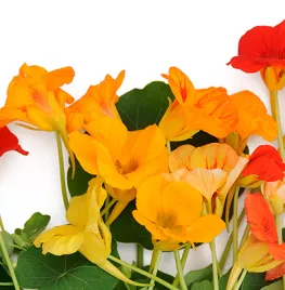 Zaad bestellen van oost-indische kers