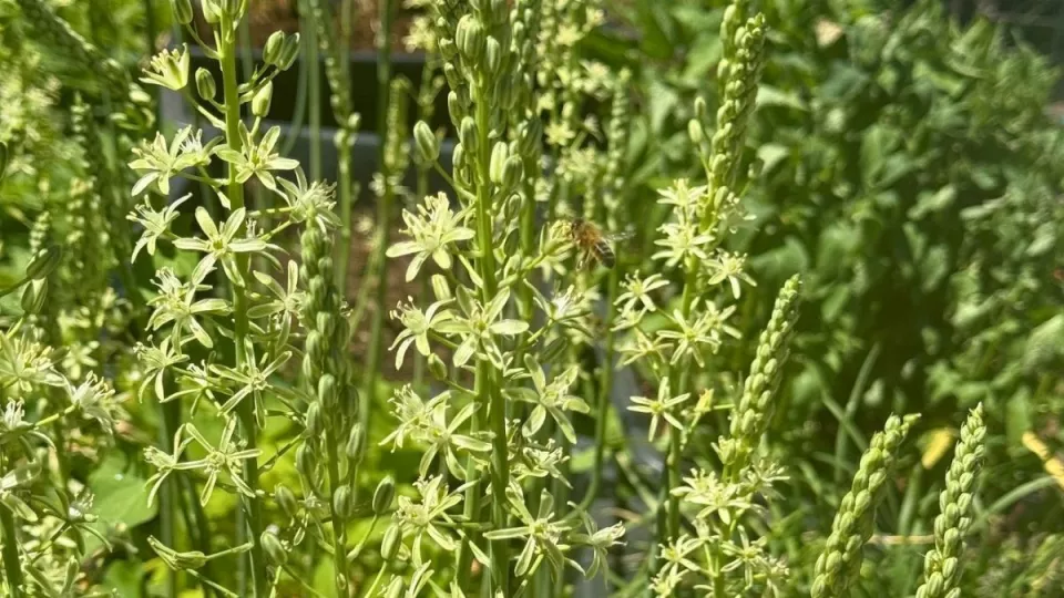 Afbeelding Bosasperge: een bijzondere bolplant die je ook kunt eten