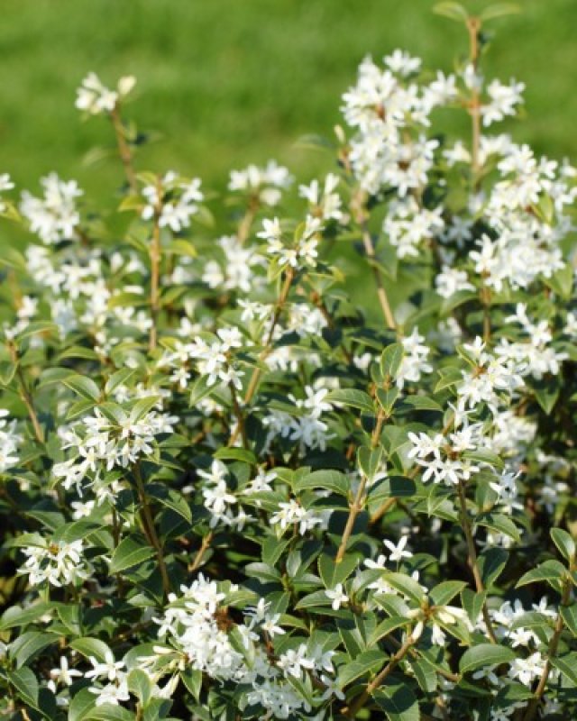 De beste solitaire struiken