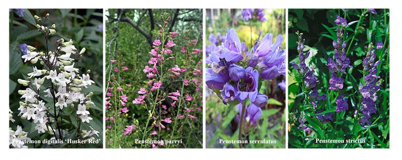 Zaad bestellen van Penstemon