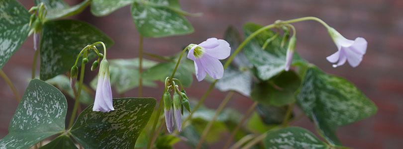 Geluksklaver kopen en verzorgen