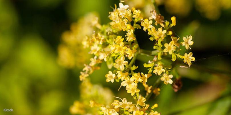 Zaad bestellen van Patrinia of goudvaleriaan