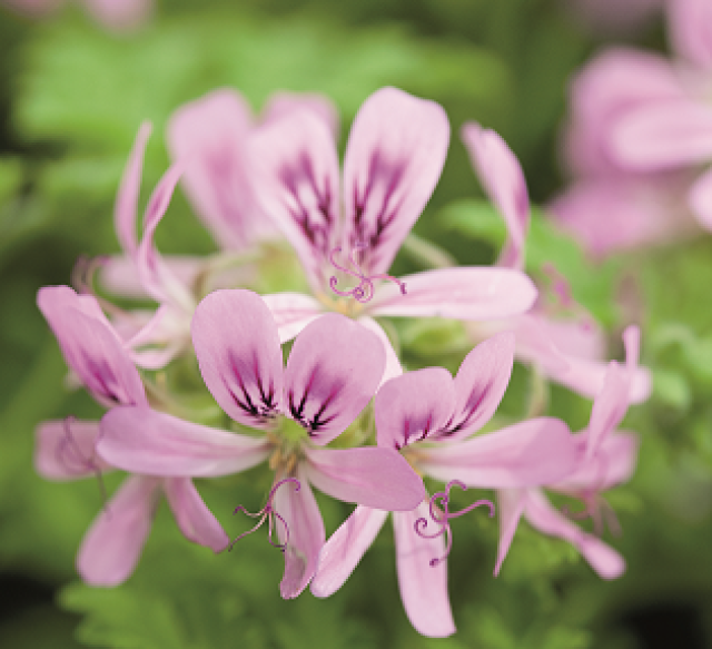 10 planten voor thee uit eigen tuin